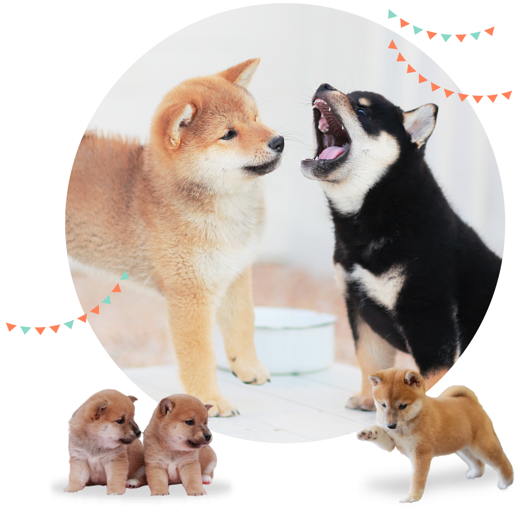 子犬のしつけ 社会性 について 熊本市獣医師会