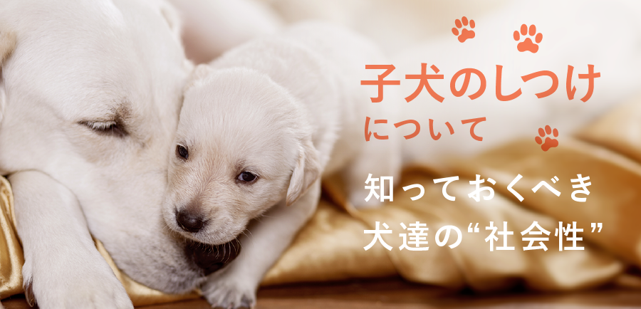 子犬のしつけについて