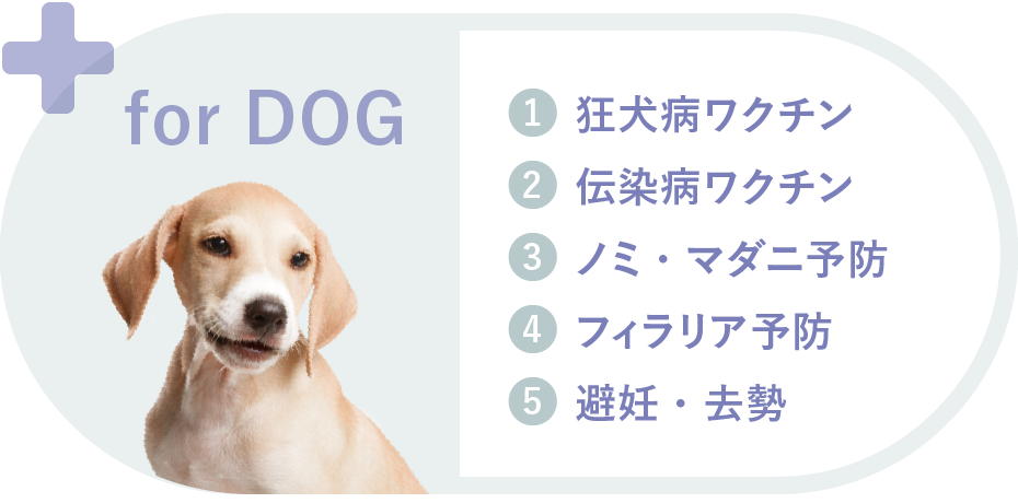 for Dog